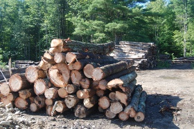 Wood Pile